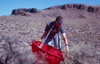 Melissa harvesting seed